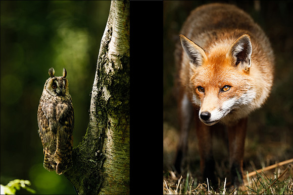 Owl and Fox