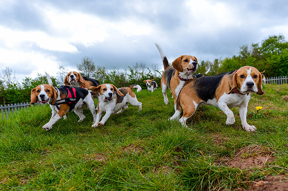 Beaglefest