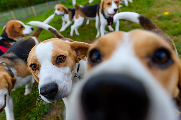 Beaglefest