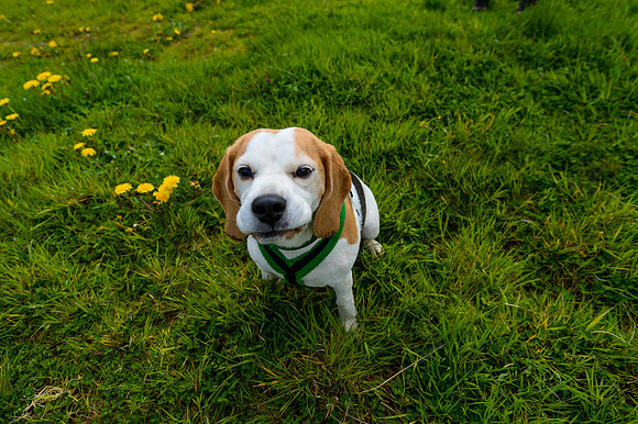 Beaglefest