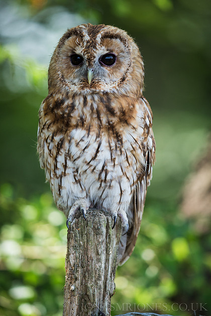 Zenfolio | JONESMRJONES MEDIA | Owls, Foxes, Badgers and Stoats at The ...