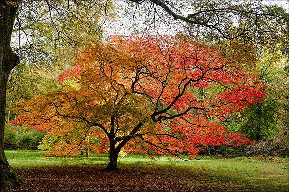 Japanese Mapel, Westonbirt