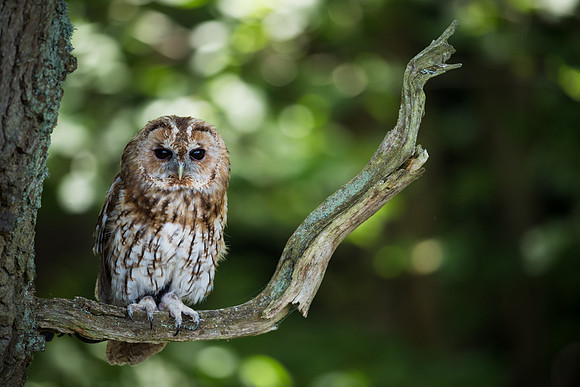 British Owl