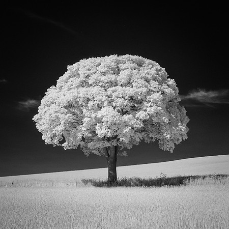 IR Tree
