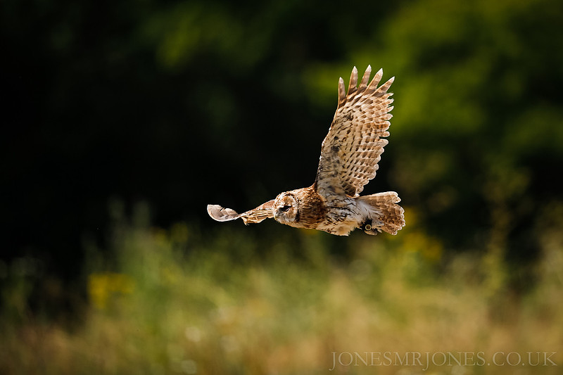 Zenfolio | JONESMRJONES MEDIA | Owls, Foxes, Badgers and Stoats at The ...